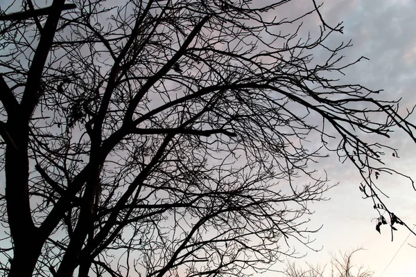 Ramos nus de uma árvore ao pôr-do-sol — Fotografia de Stock