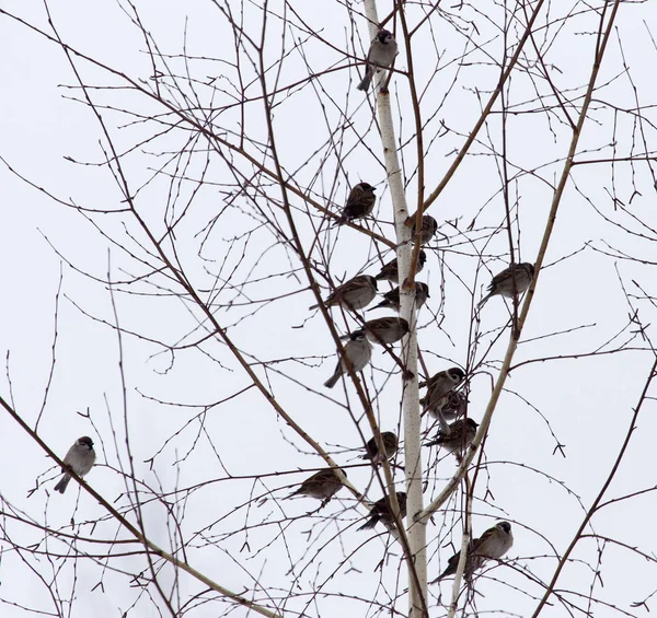 Schwarm Spatzen auf den kahlen Ästen eines Baumes — Stockfoto