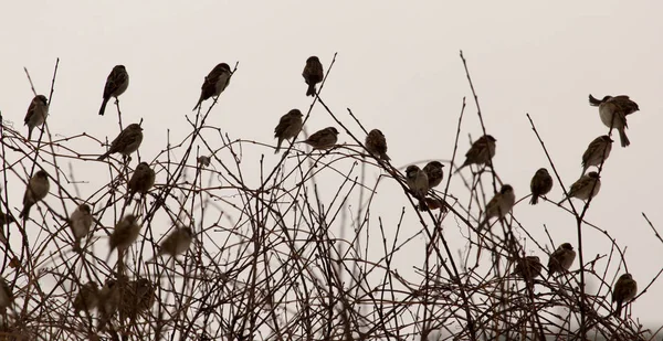 Hejno vrabců na holých větvích stromu — Stock fotografie