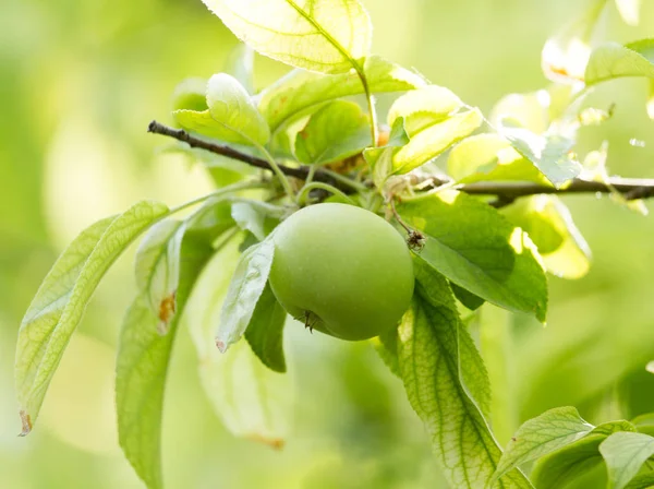 Green apple on a tree branch — Stock Photo, Image