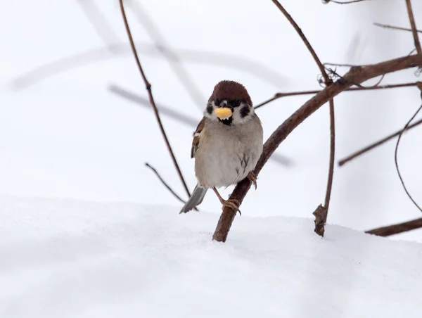 Mus op sneeuw in de winter — Stockfoto