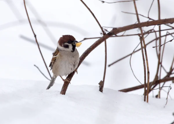 Mus op sneeuw in de winter — Stockfoto