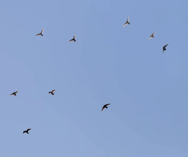 Palomas volando en el cielo azul — Foto de Stock