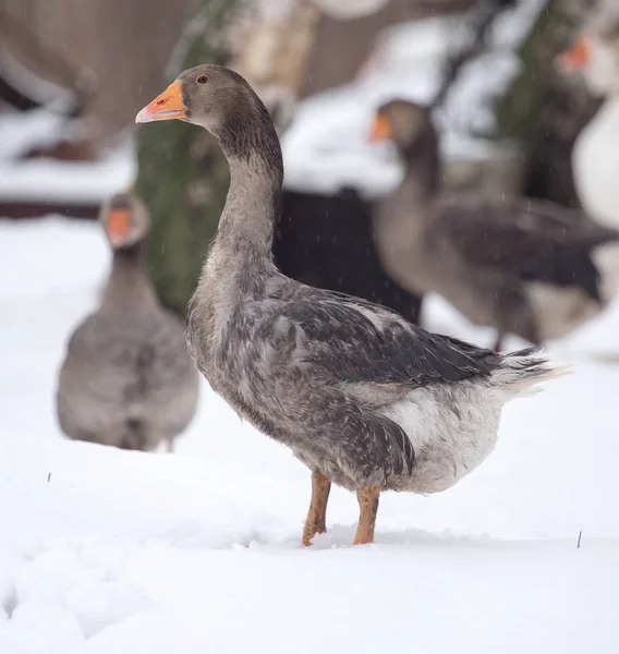 Gansos en la naturaleza invernal — Foto de Stock