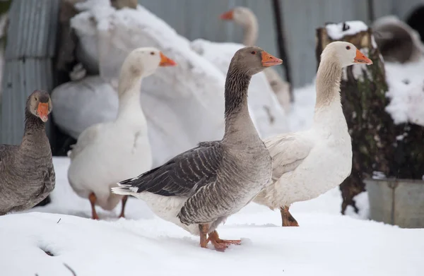 Gänse in der Winternatur — Stockfoto