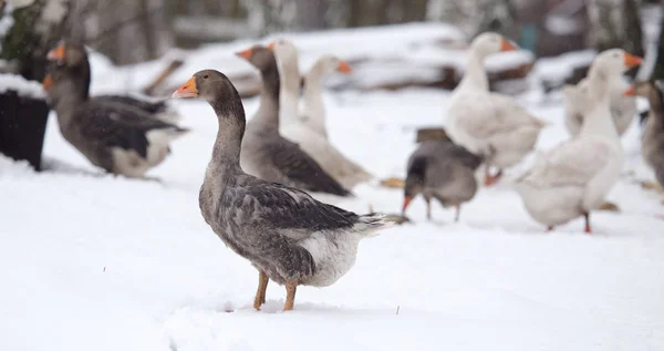 Gansos na natureza de inverno — Fotografia de Stock