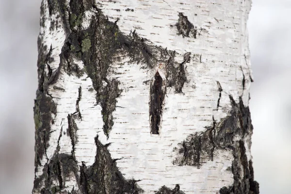 自然界森林里的桦树树干 — 图库照片