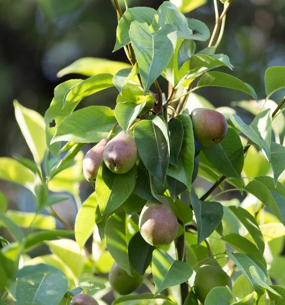 Pera en una rama de árbol — Foto de Stock