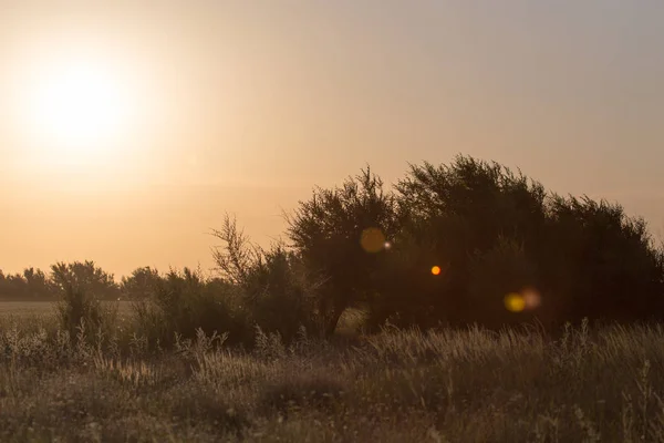 哈萨克斯坦草原上的日落 — 图库照片