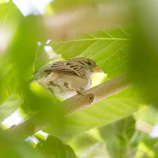 Bruant sur un arbre — Photo