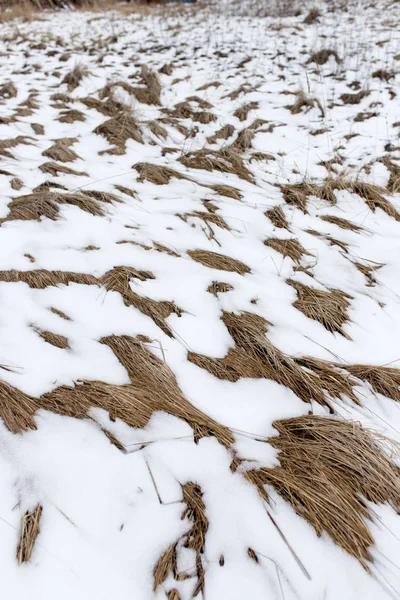 Grama seca na neve na natureza — Fotografia de Stock