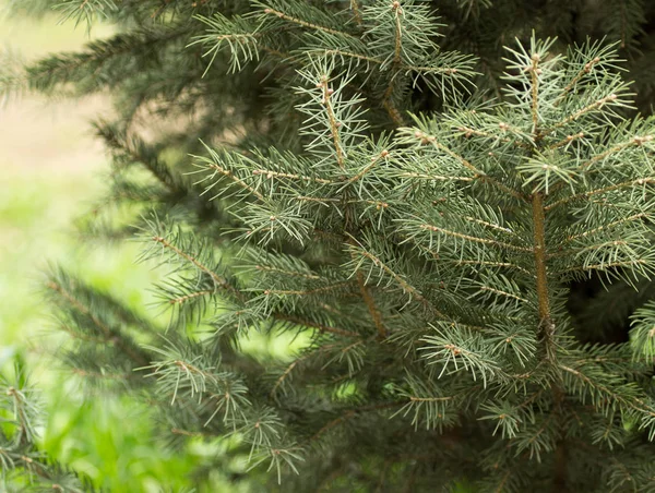 Hermoso árbol de coníferas verdes en la naturaleza —  Fotos de Stock