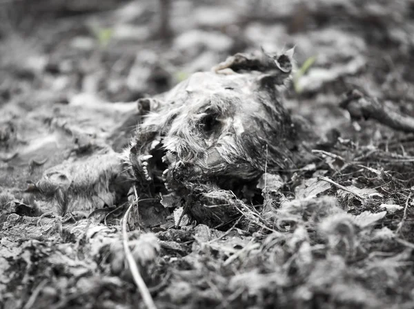 Cat skeleton on the ground — Stock Photo, Image