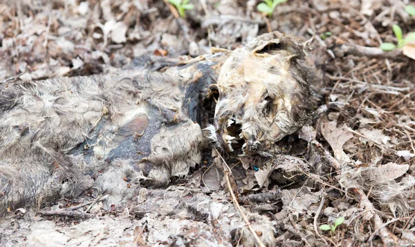 Cat skeleton on the ground — Stock Photo, Image