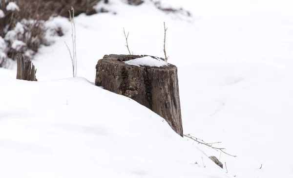 Velho toco de árvore na neve no inverno — Fotografia de Stock