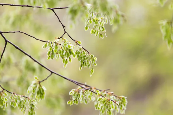 Petites feuilles sur un arbre au printemps — Photo