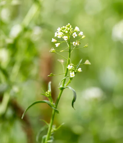 Petites fleurs blanches dans la nature — Photo