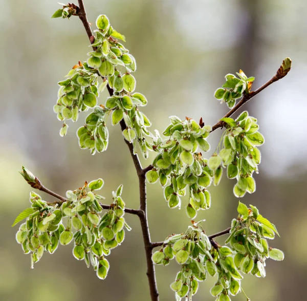 Las hojas pequeñas sobre el árbol en primavera — Foto de Stock