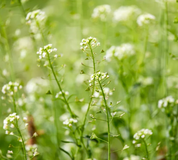 Piccoli fiori bianchi in natura — Foto Stock