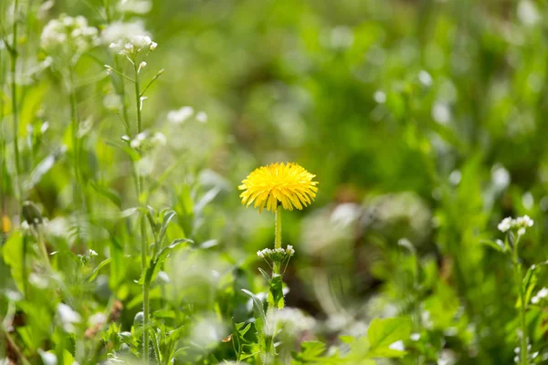 Doğa karahindiba sarı çiçek — Stok fotoğraf