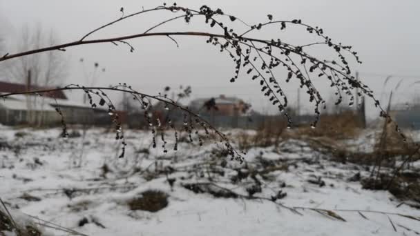 Erba secca nella neve all'inizio della primavera — Video Stock