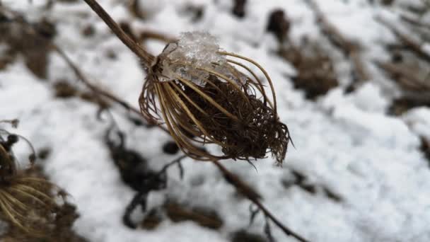 Hierba seca en la nieve a principios de primavera — Vídeos de Stock