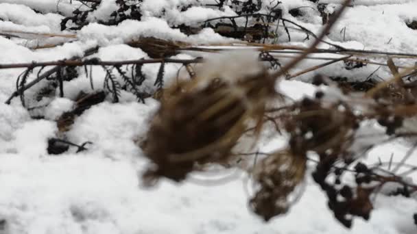 Trockenes Gras im Schnee im zeitigen Frühling — Stockvideo