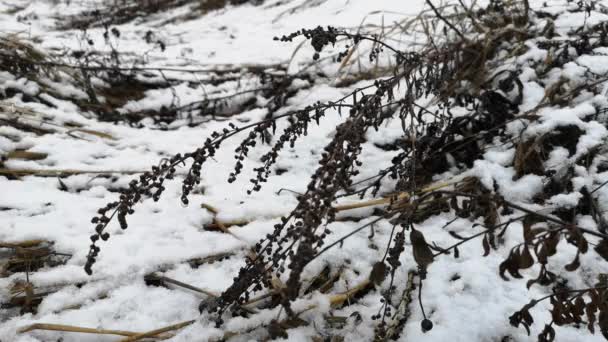 Trockenes Gras im Schnee im zeitigen Frühling — Stockvideo