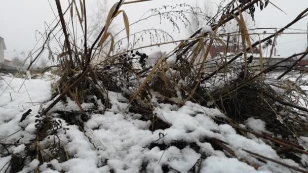 Torrt gräs i snön tidigt på våren — Stockvideo