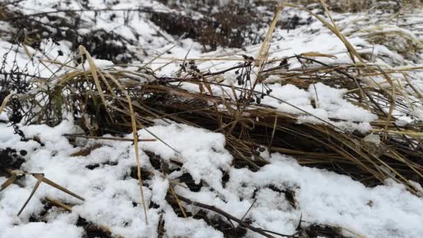 Trockenes Gras im Schnee im zeitigen Frühling — Stockvideo