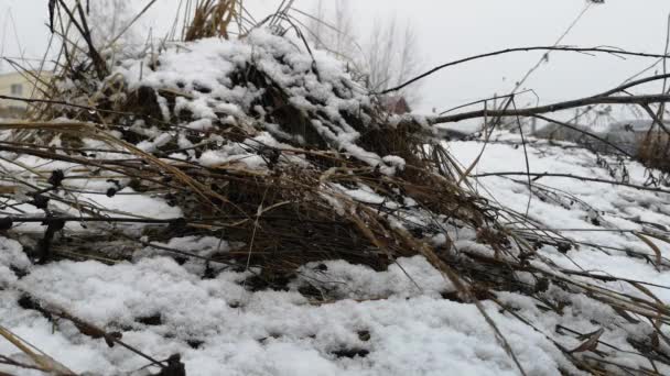 Droog gras in de sneeuw in het vroege voorjaar — Stockvideo