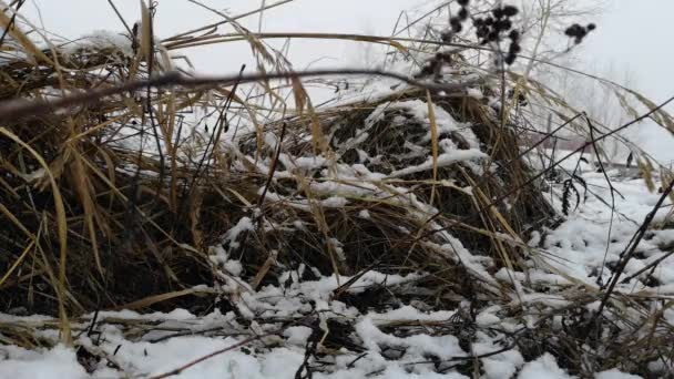Суха трава в снігу на початку весни — стокове відео