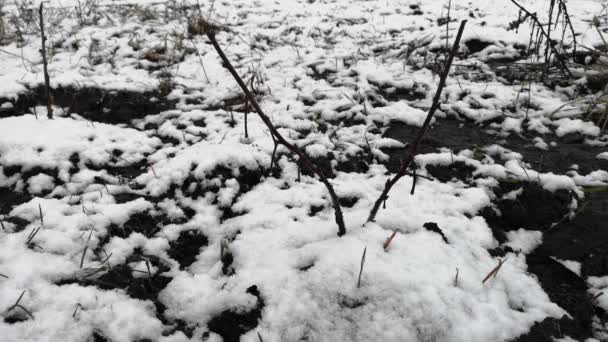 Trockenes Gras im Schnee im zeitigen Frühling — Stockvideo