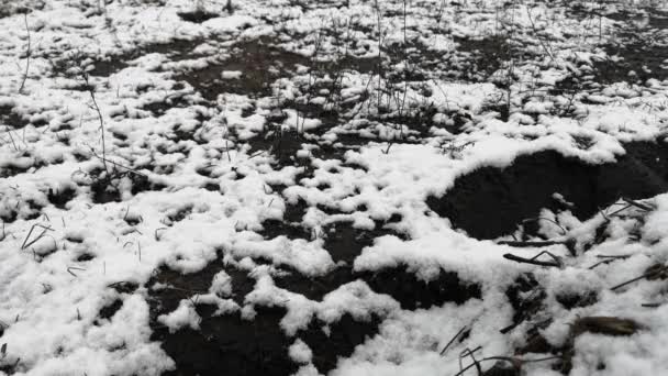 Сухая трава в снегу ранней весной — стоковое видео