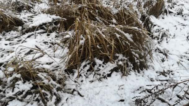 Trockenes Gras im Schnee im zeitigen Frühling — Stockvideo