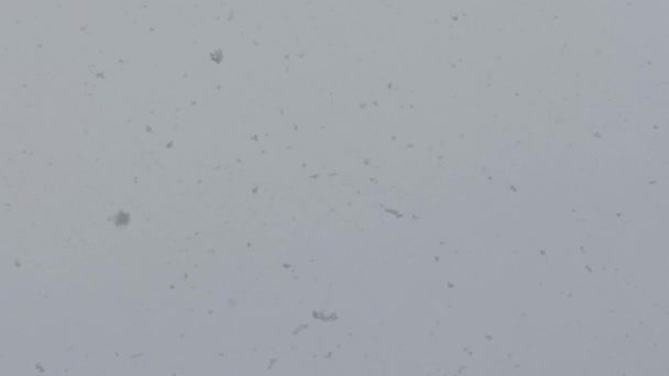 La neige vole dans le ciel gris comme fond — Video