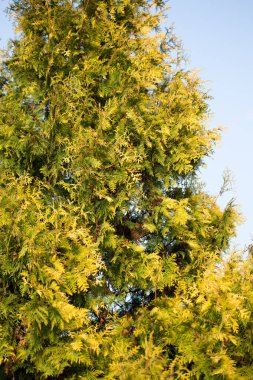 Yeşil Mazı şube niteliğine