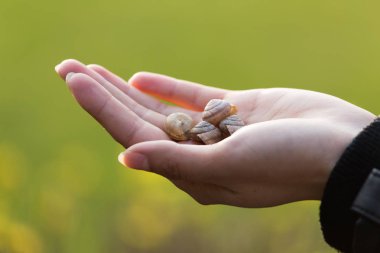deniz kabuklarını niteliğine elinde