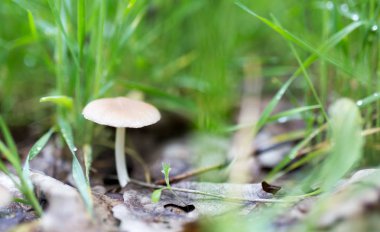 doğada ormanda mantar