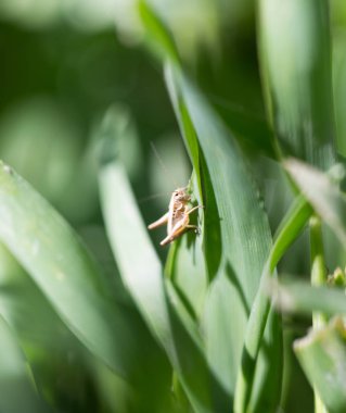 Çekirge çim açık havada. Makro
