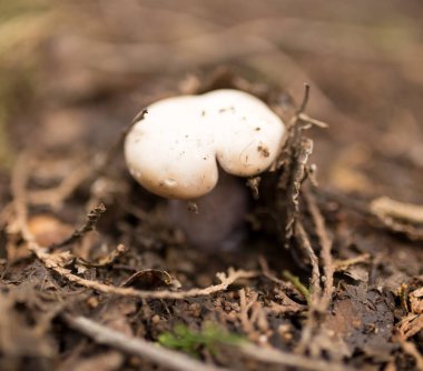 doğada ormanda mantar