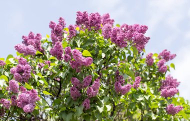 doğa güzel leylak çiçeği