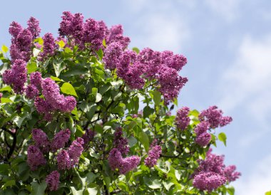 doğa güzel leylak çiçeği