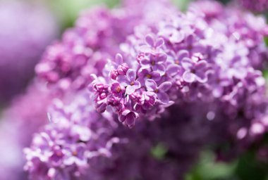 doğa güzel leylak çiçeği