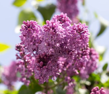 doğa güzel leylak çiçeği