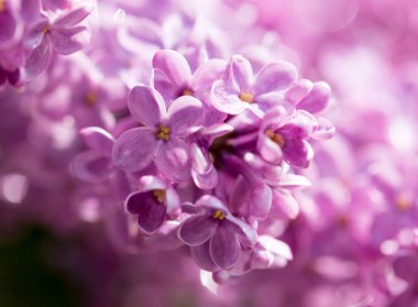 doğa güzel leylak çiçeği