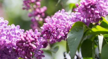 doğa güzel leylak çiçeği