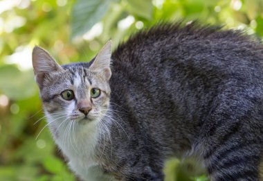 Çimlerdeki kedi doğada