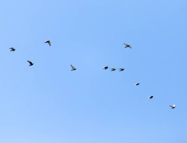 Gökyüzünde bir güvercin sürüsü