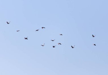 Gökyüzünde bir güvercin sürüsü